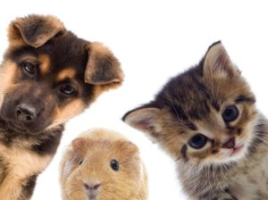 diritti animali